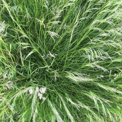 Mosebunke - Bakke med 28 plugs. - Deschampsia cespitosa