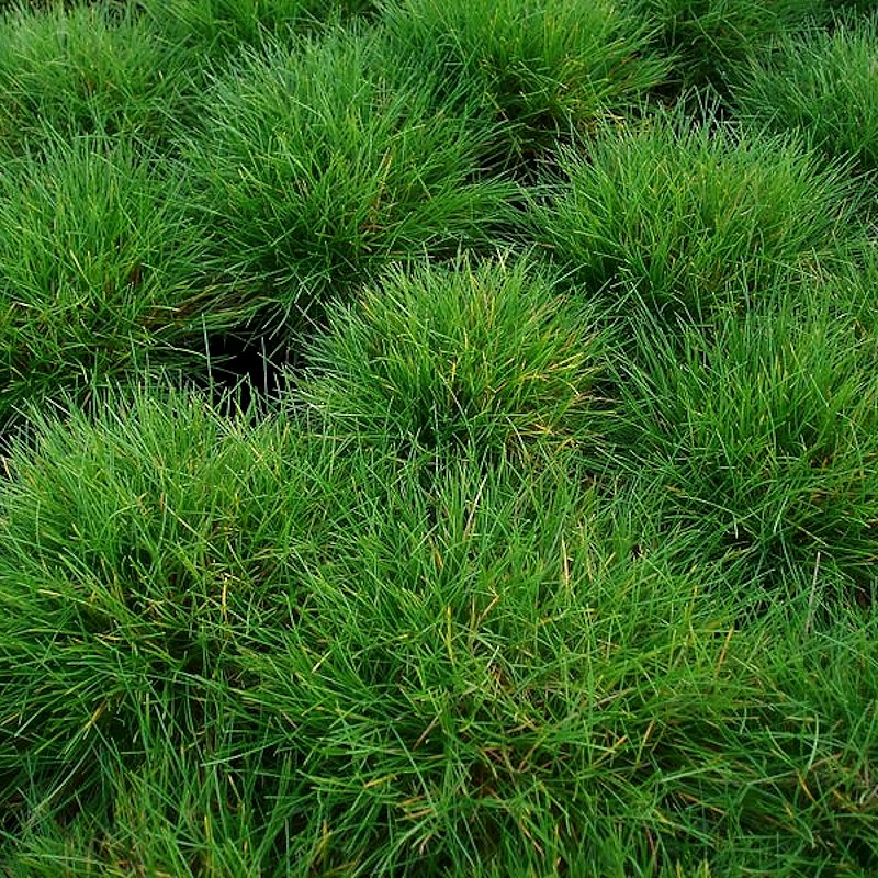 Bjørnegræs - Bakke med 28 plugs. - Festuca gautieri