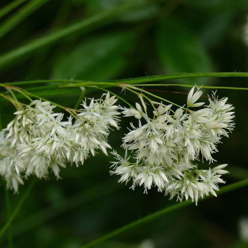 Luzula nivea / Snefrytle