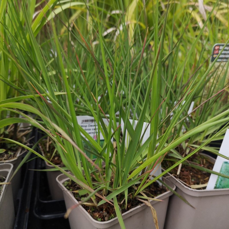 Blåtop Dauerstrahl - Bakke med 28 plugs. - Molinia caerulea Dauerstrahl