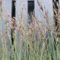 Molinia caerulea Edith Dudszus / Blåtop