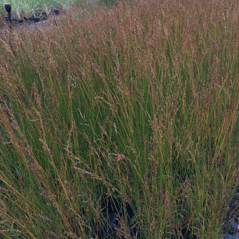 Molinia caerulea Edith Dudszus / Blåtop