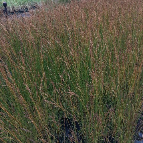 Molinia caerulea Edith Dudszus / Blåtop