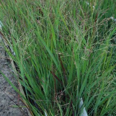 Staudehirse Heavy Metal - Bakke med 28 plugs. - Panicum virgatum Heavy Metal