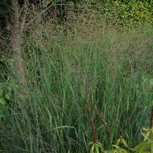 Staudehirse Heavy Metal - Bakke med 28 plugs. - Panicum virgatum Heavy Metal