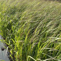 Staudehirse Squaw - Bakke med 28 plugs. - Panicum virgatum Squaw