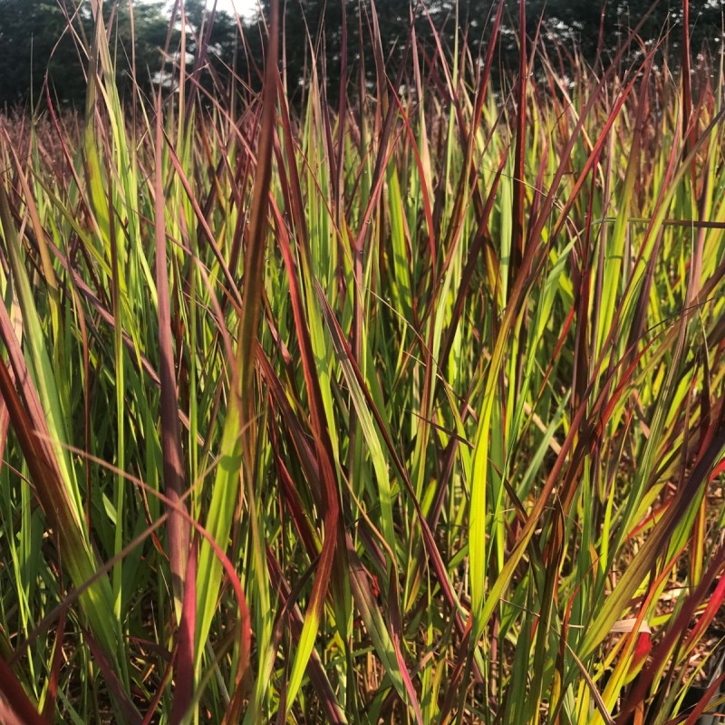 Staudehirse Squaw - Bakke med 28 plugs. - Panicum virgatum Squaw