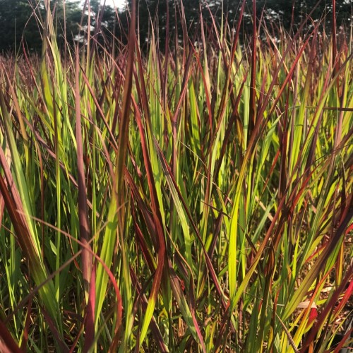 Staudehirse Squaw - Bakke med 28 plugs. - Panicum virgatum Squaw