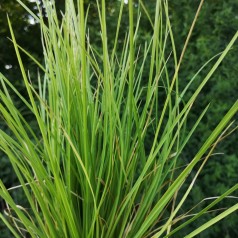 Sesleria autumnalis - Blåaks