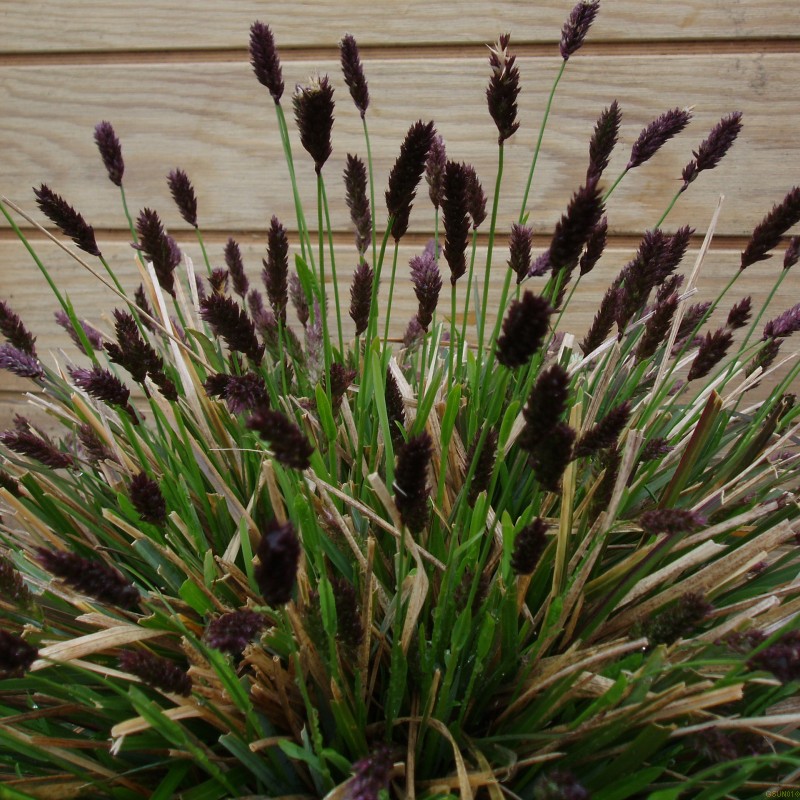 Blåaks - Bakke med 28 plugs. - Sesleria heufleriana