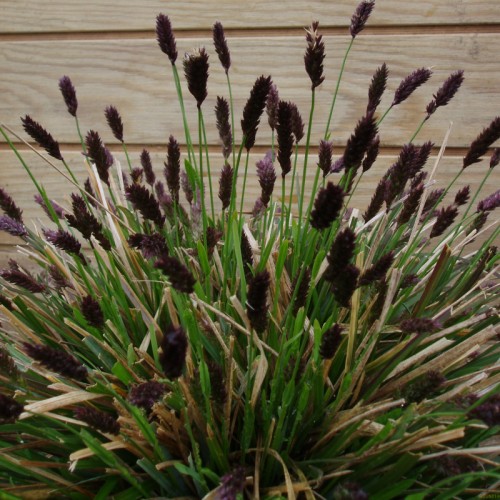Blåaks - Bakke med 28 plugs. - Sesleria heufleriana