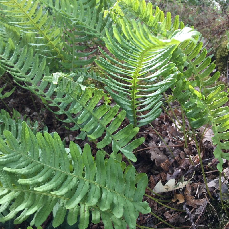 Englesød - Bakke med 28 plugs. - Polypodium vulgare