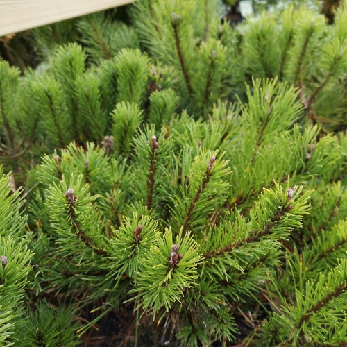 Dværgfyr - Pinus mugo Mughus