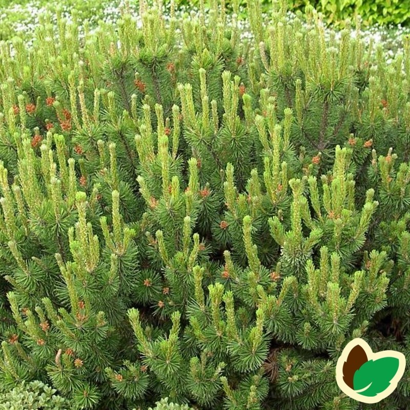 Dværgfyr - Pinus mugo Pumilio