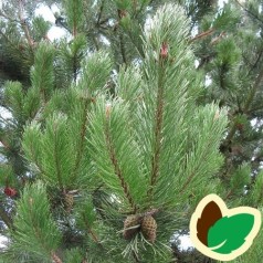 Pinus uncinata / Fransk Bjergfyr