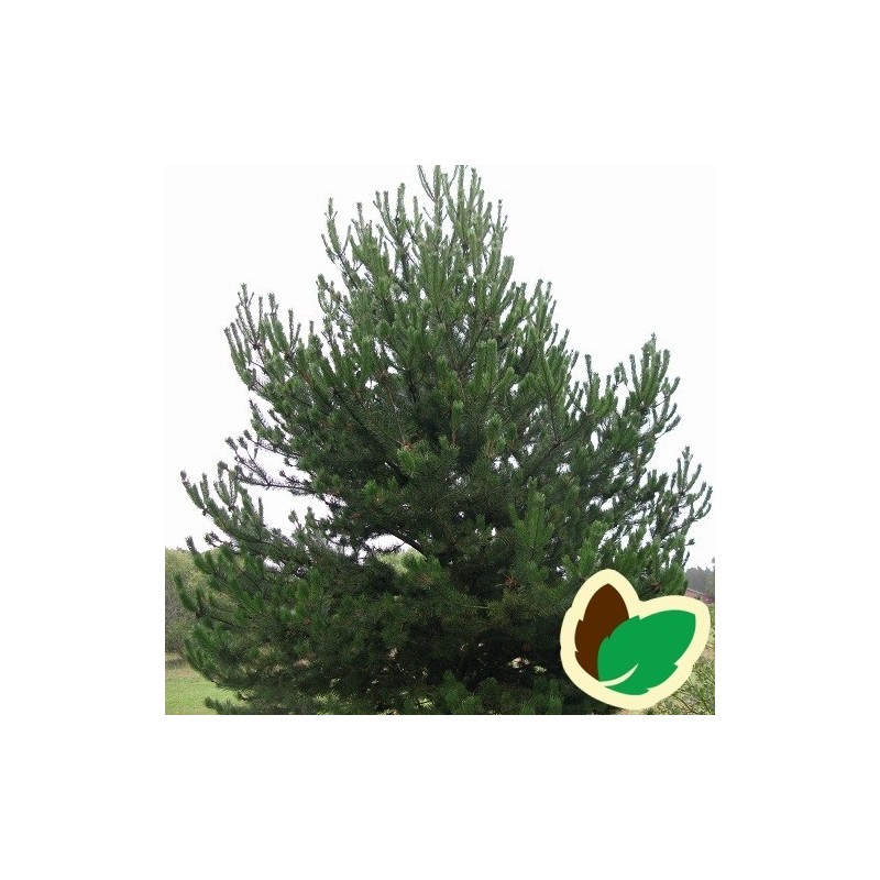 Pinus uncinata / Fransk Bjergfyr