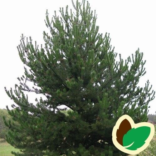 Pinus uncinata / Fransk Bjergfyr