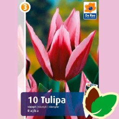 Tulipanløg Rajka - Triumph Tulipan / 10 løg