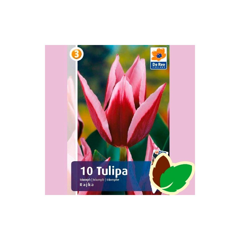 Tulipanløg Rajka - Triumph Tulipan / 10 løg