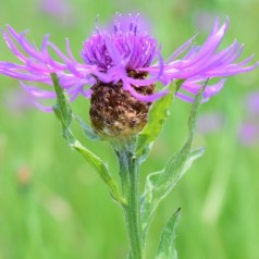 Almindelig knopurt - Bakke med 28 plugs. - Centaurea jacea