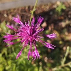 Almindelig knopurt - Bakke med 28 plugs. - Centaurea jacea