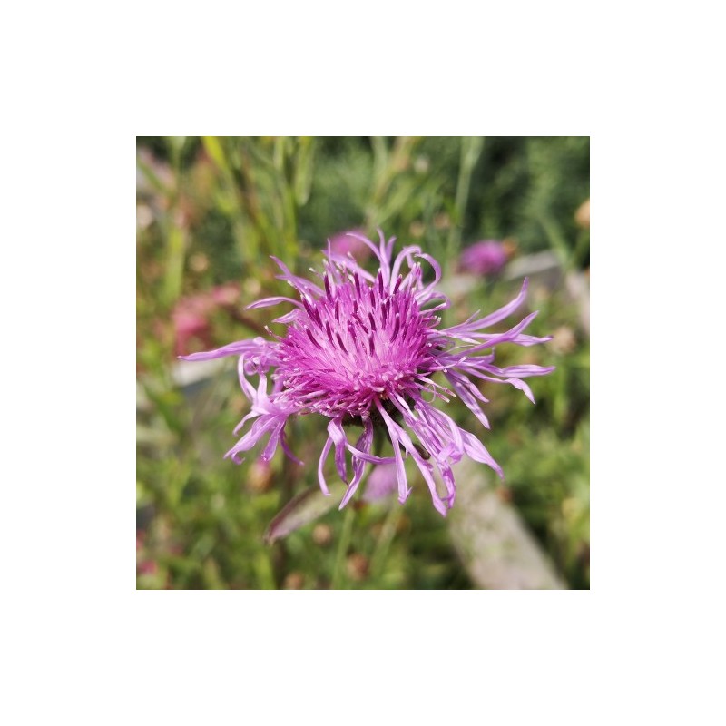 Almindelig knopurt - Bakke med 28 plugs. - Centaurea jacea