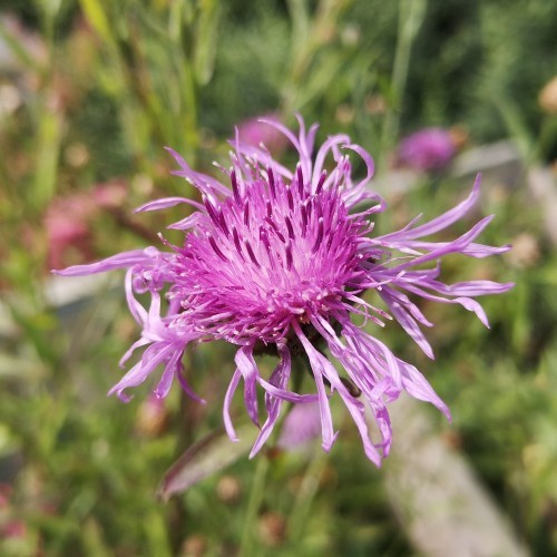 Almindelig knopurt - Bakke med 28 plugs. - Centaurea jacea