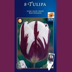 Tulipan Rem's Favourite - Enkelt Tulipan / 8 Løg