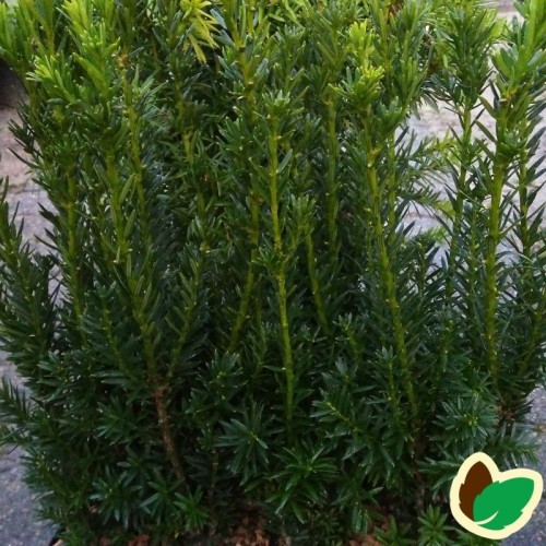 Søjletaks 35-45 cm. - 10 stk. barrodsplanter - Taxus media Hillii ¤