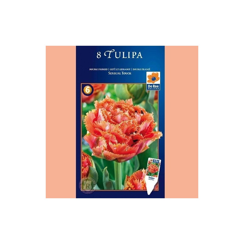 Tulipan Sensual Touch - Dobbelt Tulipan / 8 Løg