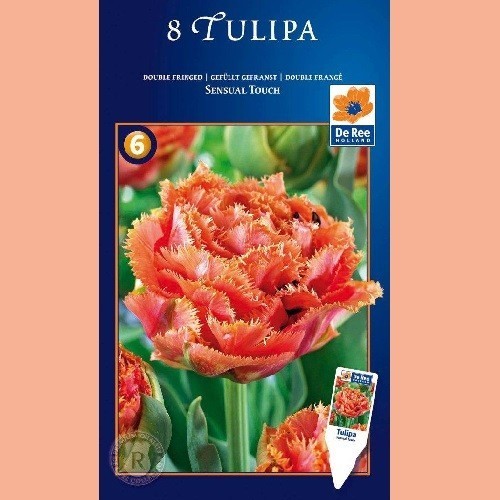 Tulipan Sensual Touch - Dobbelt Tulipan / 8 Løg