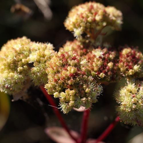 Almindelig Sankthansurt - Bakke med 28 plugs. - Sedum telephium ssp. maximum