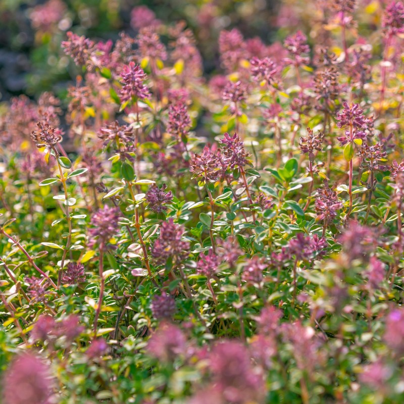 Bredbladdet Timian - Bakke med 28 plugs. - Thymus pulegioides