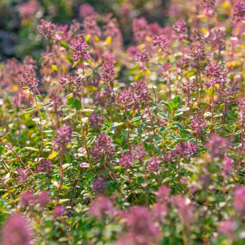Bredbladdet Timian - Bakke med 28 plugs. - Thymus pulegioides