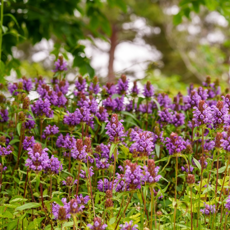 Brunelle, eng-vejkant - Bakke med 28 plugs. - Prunella vulgaris