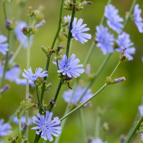 Cikorie - Bakke med 28 plugs. - Cichorium Intybus