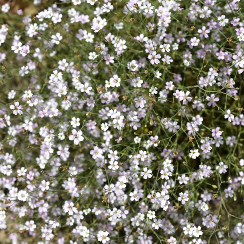 Fjeldnellike - Bakke med 28 plugs. - Petrorhagia saxifraga