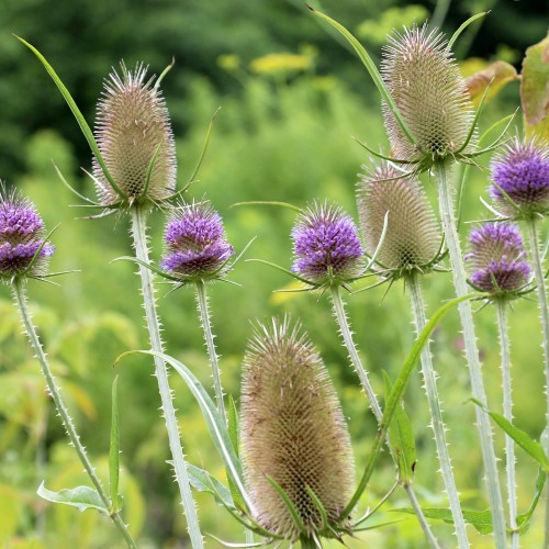 Gærdekartebolle - Bakke med 28 plugs. - Dipsacus Fullonum