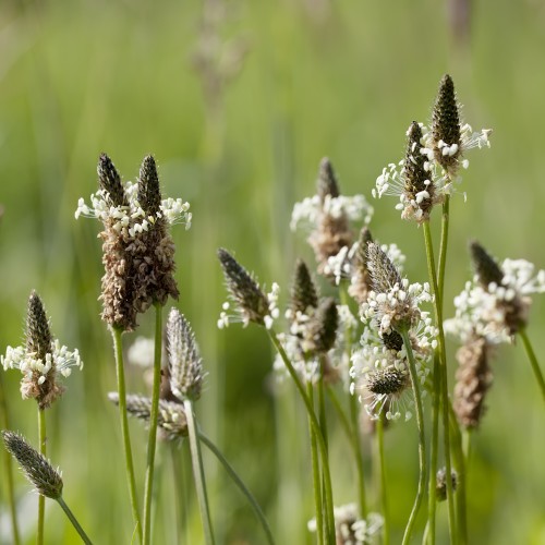 Lancet vejbred - Bakke med 28 plugs. -  Plantago Lanceolata