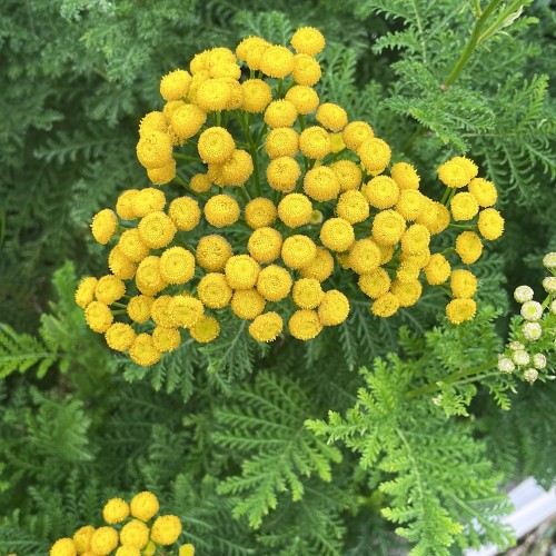 Rejnfan - Bakke med 28 plugs. - Tanacetum vulgare