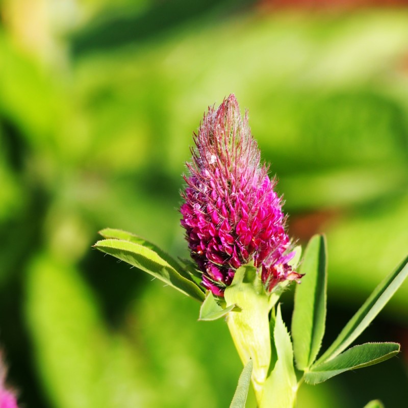 Rød Kløver - Bakke med 28 plugs. - Trifolium Rubens