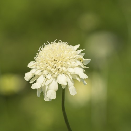 Skabiose ochroleuca - Bakke med 28 plugs. - Scabiosa ochroleuca