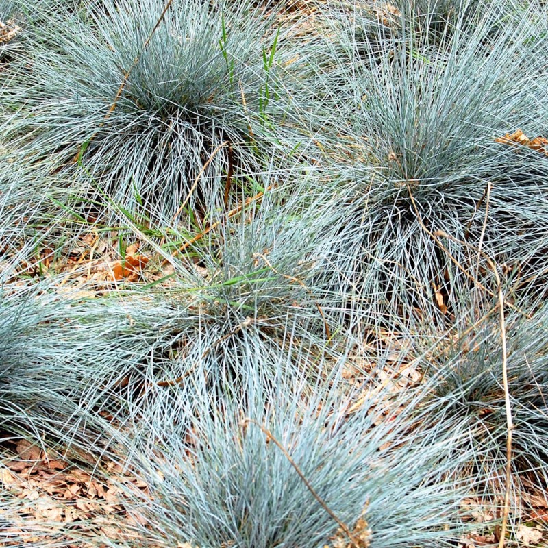 Blå Bjørnegræs Blaue Auslese - Bakke med 28 plugs. - Festuca glauca Blaue Auslese