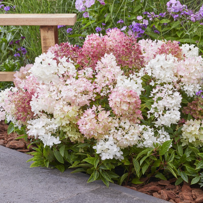 Hortensia Groundbreaker Blush 10-20 cm - Hydrangea paniculata Groundbreaker Blush
