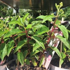 Hortensia Groundbreaker Blush 10-20 cm - Hydrangea paniculata Groundbreaker Blush