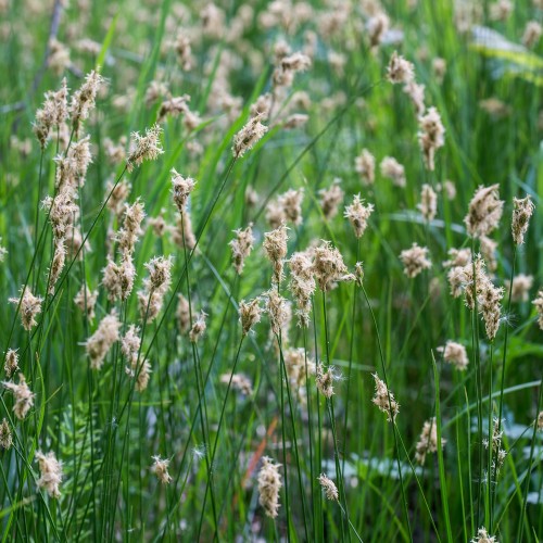 Blåaks - Bakke med 28 plugs. - Sesleria nitida