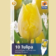 Tulipan Sunny Prince / Enkelt Tulipan - 10 Løg