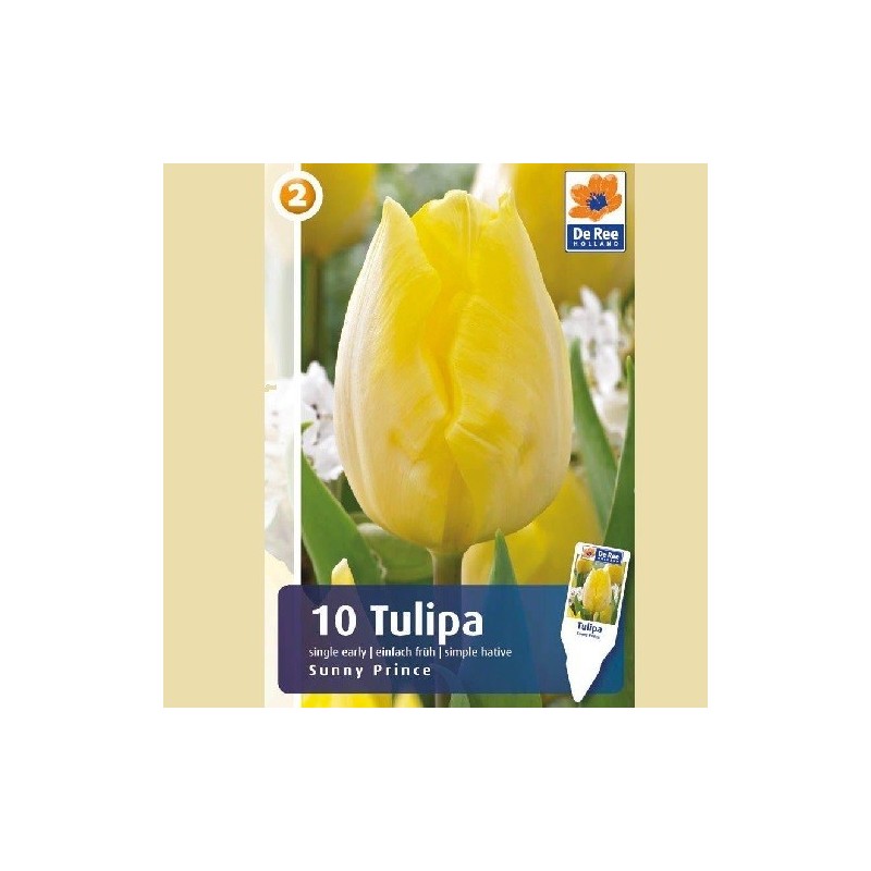 Tulipan Sunny Prince / Enkelt Tulipan - 10 Løg