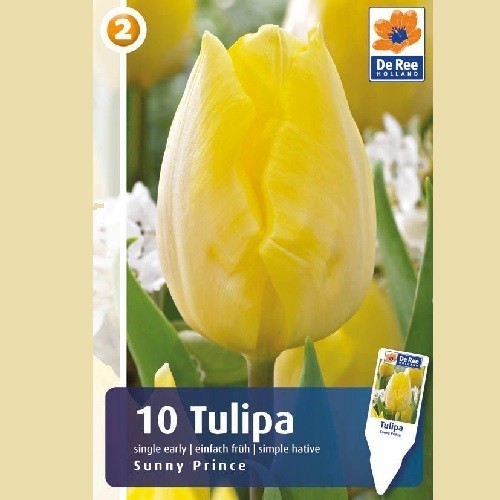 Tulipan Sunny Prince / Enkelt Tulipan - 10 Løg