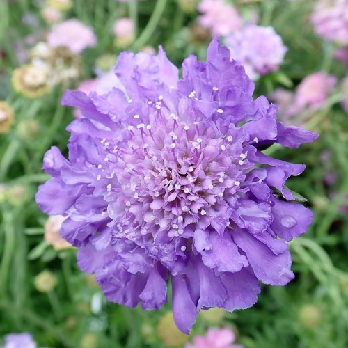 Japansk Skabiose Blue note - Bakke med 28 plugs. - Scabiosa japonica Blue note